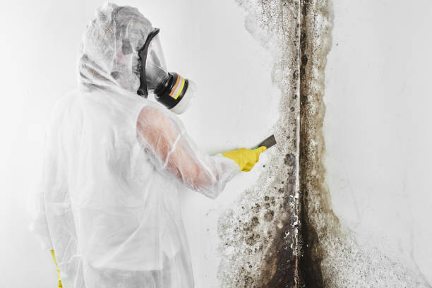 Best Crawl Space Mold Removal  in New Castle, IN