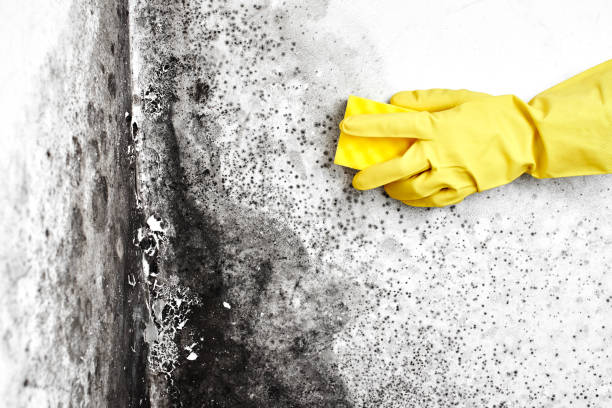 Best Fast Mold Removal  in New Castle, IN