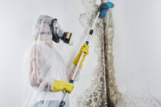 Best Professional Mold Removal  in New Castle, IN