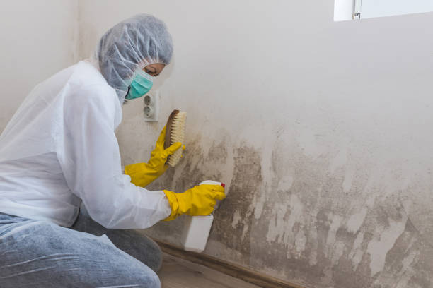 Best Mold Testing  in New Castle, IN