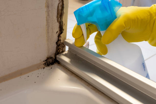 Best Same-Day Mold Removal  in New Castle, IN