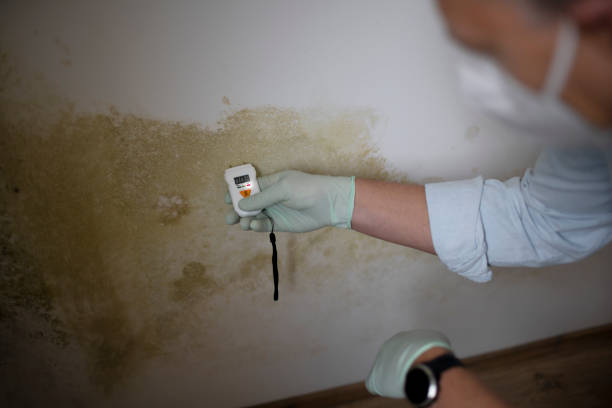 Best Mold Removal Company Near Me  in New Castle, IN