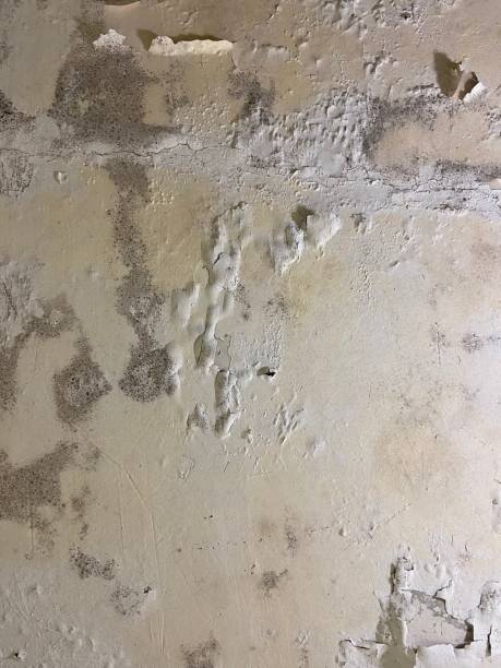 Best Residential Mold Removal  in New Castle, IN
