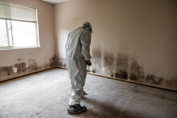 Home Mold Removal in New Castle, IN